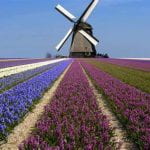 The diagonal lines from the flowers lead you to the windmill and it is a very nice photo .